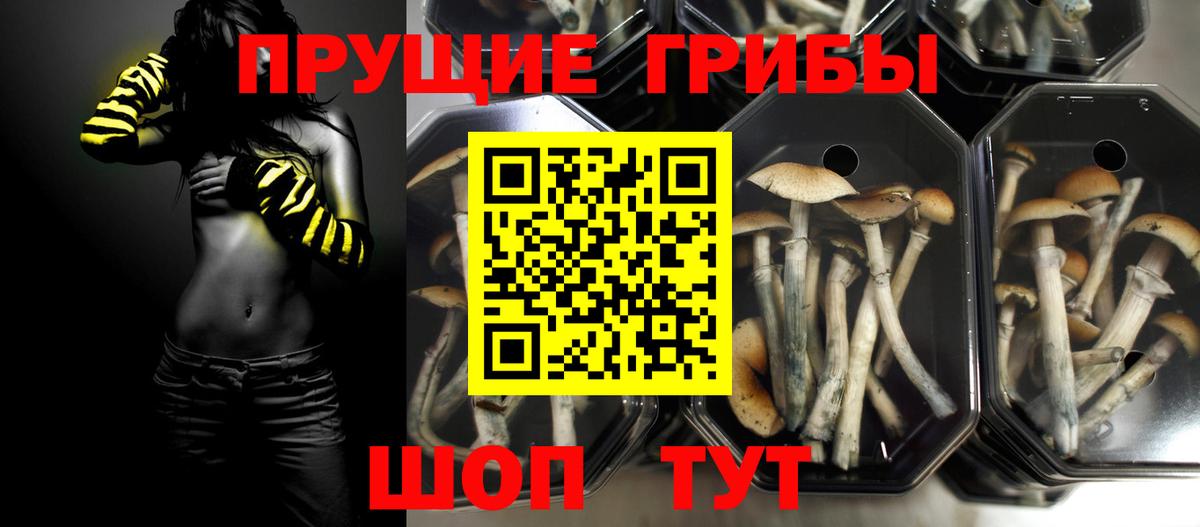 Баксан  Галлюциногенные грибы Psilocybe  Вход с VPN 